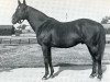 Pferd Sir Gallahad III xx (Englisches Vollblut, 1920, von Teddy xx)
