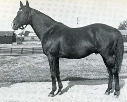 stallion Sir Gallahad III xx (Thoroughbred, 1920, from Teddy xx)