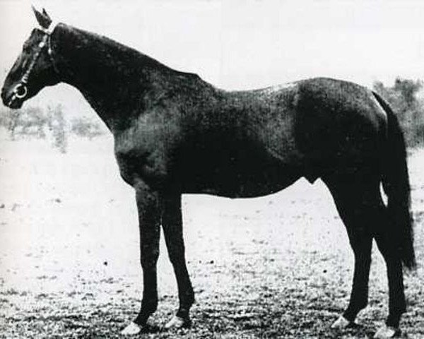 Pferd Black Devil xx (Englisches Vollblut, 1931, von Sir Gallahad III xx)