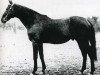 Pferd Black Devil xx (Englisches Vollblut, 1931, von Sir Gallahad III xx)