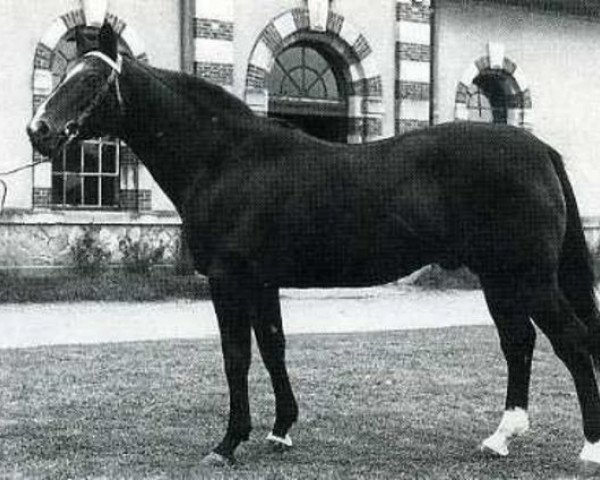 horse Nankin (Selle Français, 1957, from Fra Diavolo xx)