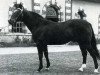 horse Nankin (Selle Français, 1957, from Fra Diavolo xx)