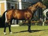 stallion Nidor Platière (Selle Français, 1979, from Nankin)
