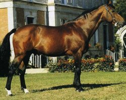 stallion Nidor Platière (Selle Français, 1979, from Nankin)