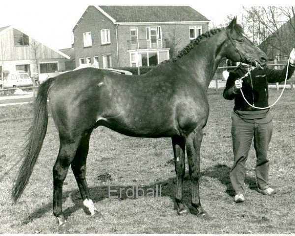 stallion Erdball xx (Thoroughbred, 1956, from Abendfrieden xx)