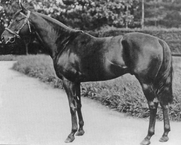 stallion Sickle xx (Thoroughbred, 1924, from Phalaris xx)
