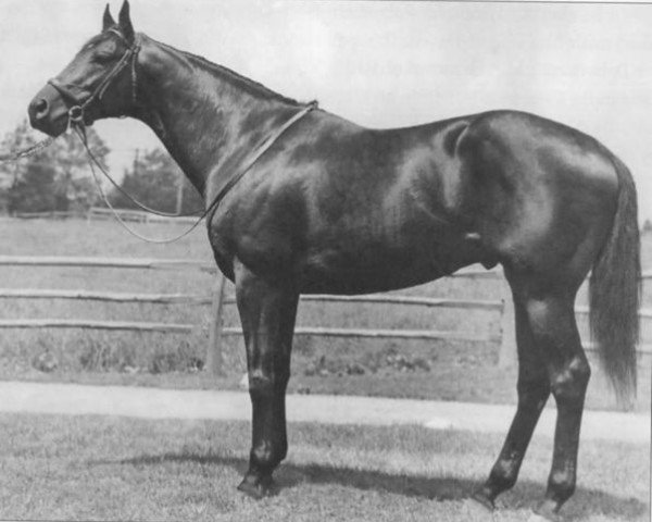 stallion Polynesian xx (Thoroughbred, 1942, from Unbreakable xx)