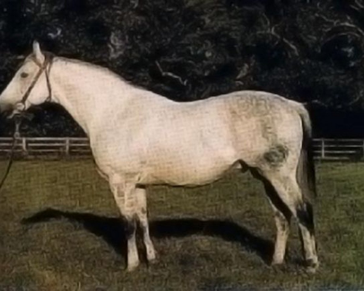 stallion Dancer's Image xx (Thoroughbred, 1965, from Native Dancer xx)