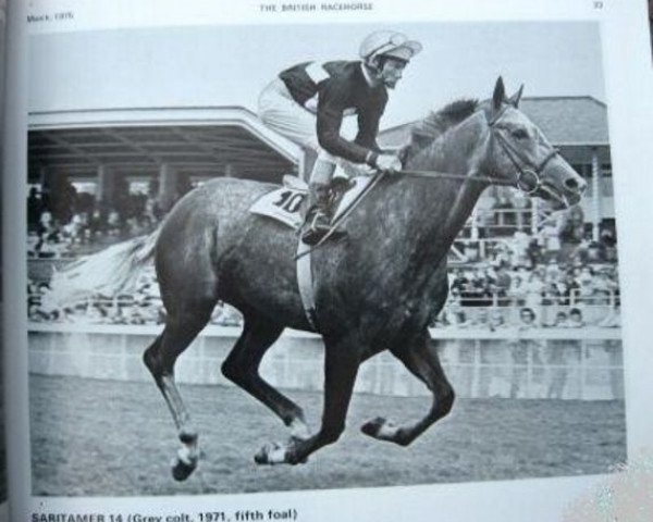 stallion Saritamer xx (Thoroughbred, 1971, from Dancer's Image xx)