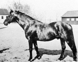 Deckhengst Kokard (Schwedisches Warmblut, 1932, von Humanist)