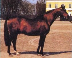 Deckhengst Drabant (Schwedisches Warmblut, 1946, von Kokard)