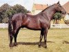 stallion Brabant (Swedish Warmblood, 1965, from Drabant)
