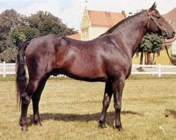 Deckhengst Brabant (Schwedisches Warmblut, 1965, von Drabant)