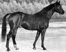 stallion Ibsen DH 262 (Swedish Warmblood, 1972, from Brabant)