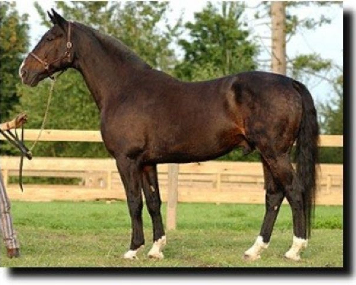 Deckhengst Darwin (KWPN (Niederländisches Warmblut), 1985, von Roemer)