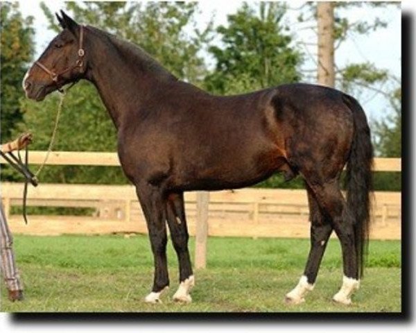 stallion Darwin (KWPN (Royal Dutch Sporthorse), 1985, from Roemer)