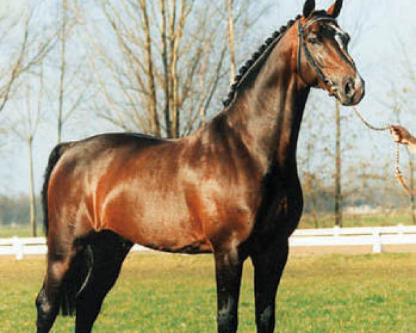 Deckhengst Inspekteur (Koninklijk Warmbloed Paardenstamboek Nederland (KWPN), 1990, von Darwin)
