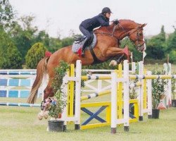 stallion Gershwin (KWPN (Royal Dutch Sporthorse), 1988, from Voltaire)