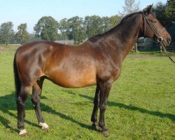 broodmare Elottie W (KWPN (Royal Dutch Sporthorse), 1986, from Ramiro Z)