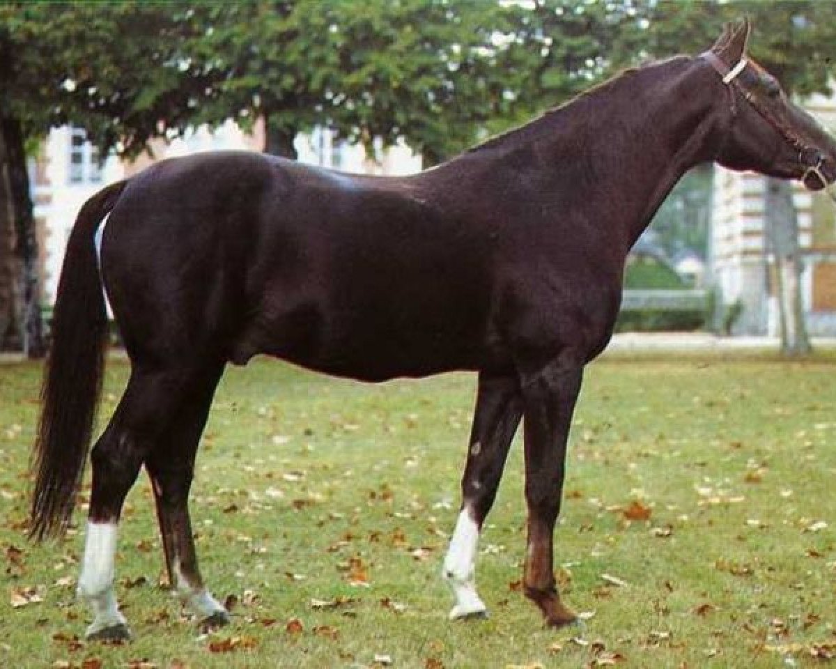 Deckhengst Fury de la Cense (Selle Français, 1971, von Questeur)