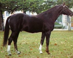 stallion Fury de la Cense (Selle Français, 1971, from Questeur)