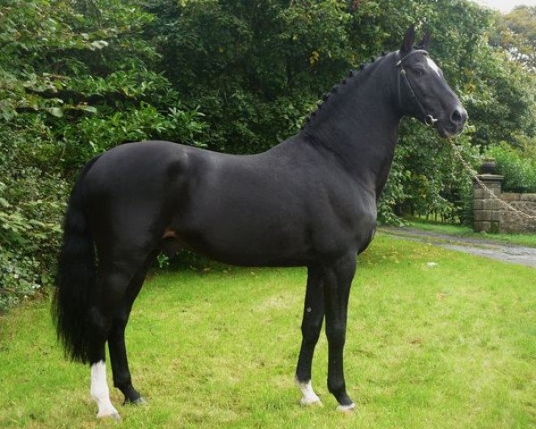 horse Hemmingway (Holsteiner, 1989, from Leandro)