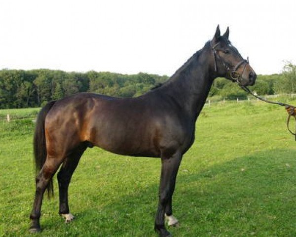 dressage horse D'Valcado (Hanoverian, 2007, from Donnerball)