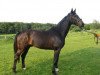 dressage horse D'Valcado (Hanoverian, 2007, from Donnerball)