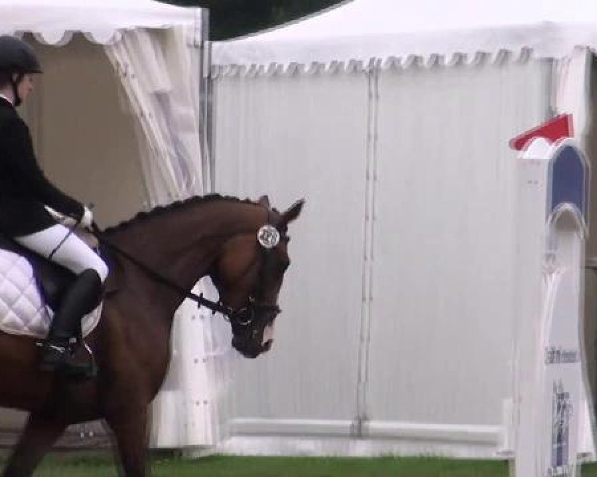 broodmare Wicky Lee P (Westphalian, 2008, from Weltrubin)
