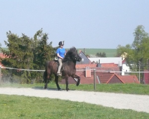 Pferd Ganti vom Hasselhof (Islandpferd, 2004, von Gráni vom Hasselhof)