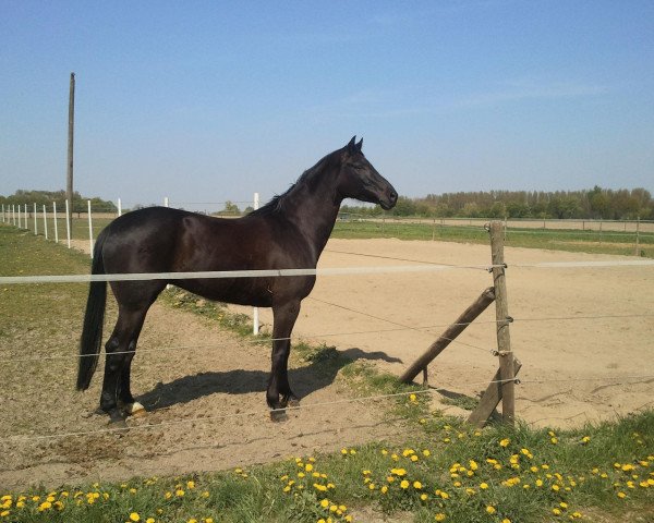 broodmare Willabong (Hanoverian, 2001, from Weltruhm)