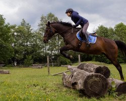 broodmare Konsequenz (Trakehner, 1994, from Arogno)