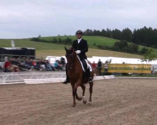 dressage horse D'Armani (Hanoverian, 2006, from Dimaggio)