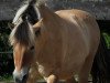 broodmare Odessa (Fjord Horse, 1995, from Optimal)