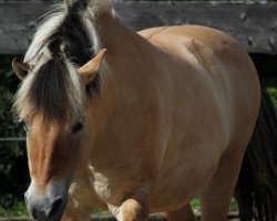 broodmare Odessa (Fjord Horse, 1995, from Optimal)