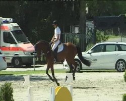 jumper Cormick (Oldenburg show jumper, 2006, from Cormint)