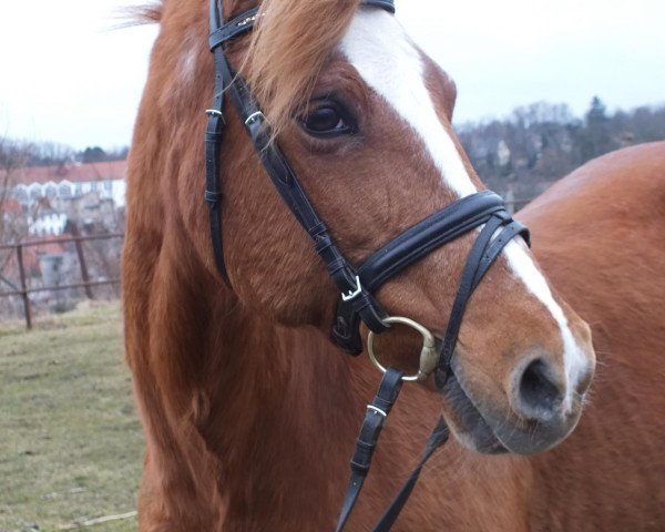 broodmare Madam (German Riding Pony, 1994, from Magnum)