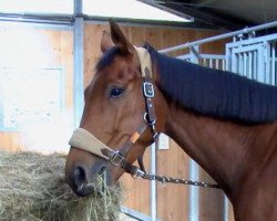 jumper Orlean (Thoroughbred, 2006)