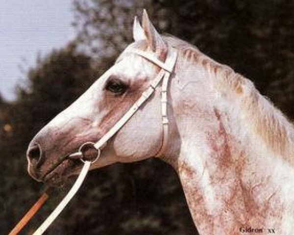 horse Gidron xx (Thoroughbred, 1976, from Santamoss xx)