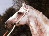 stallion Gidron xx (Thoroughbred, 1976, from Santamoss xx)