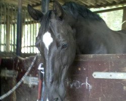 broodmare Liane (Hanoverian, 1989, from Lanthan)