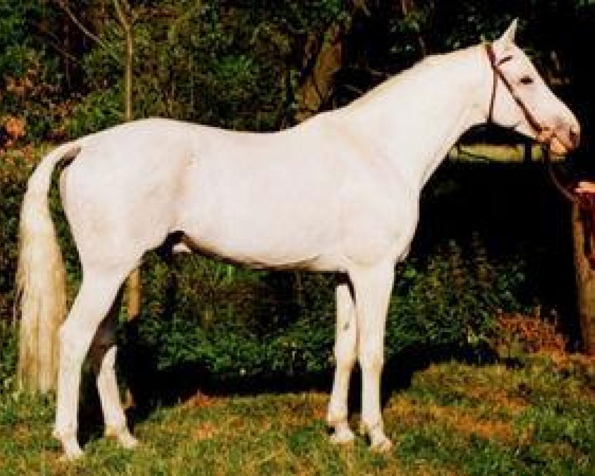 stallion Kalif 1436 (Trakehner, 1984, from Faharadscha 1406)