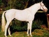 stallion Kalif (Trakehner, 1984, from Faharadscha)
