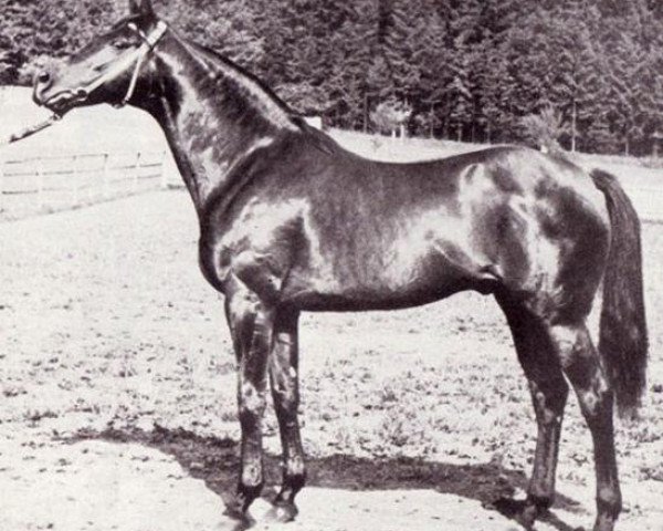 stallion Niederlaender xx (Thoroughbred, 1947, from Ticino xx)