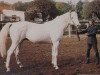 stallion Jarabub xx (Thoroughbred, 1977, from Mehari xx)
