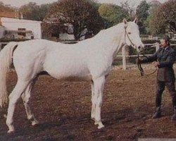 stallion Jarabub xx (Thoroughbred, 1977, from Mehari xx)