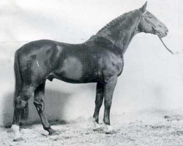 stallion Lorenz (Holsteiner, 1970, from Ladykiller xx)
