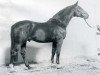 Pferd Lorenz (Holsteiner, 1970, von Ladykiller xx)