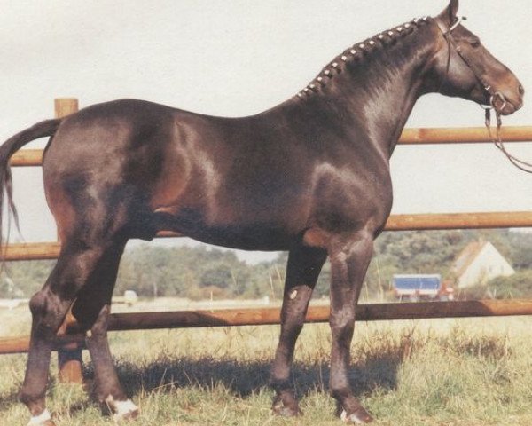 stallion Weltmeister (Hanoverian, 1973, from Wedekind)