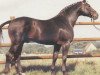stallion Weltmeister (Hanoverian, 1973, from Wedekind)